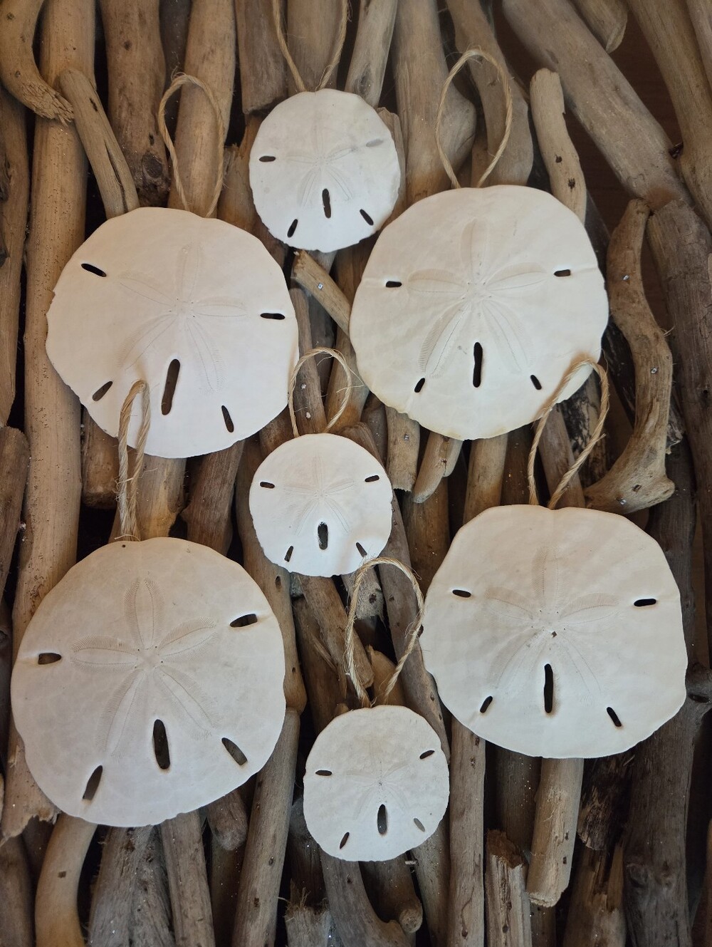 Coastal Sand Dollar  Hanging Ornaments - White Set of 7